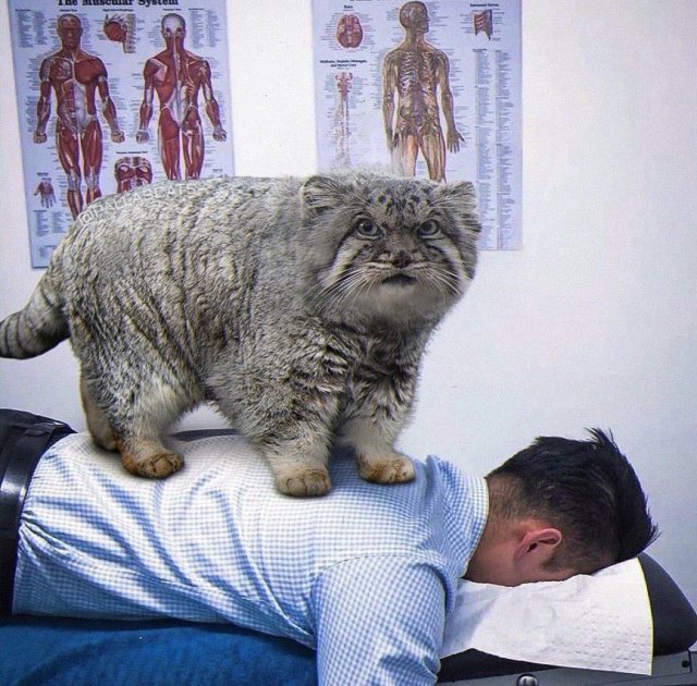 Смешные картинки с надписями - лучшие Мемы