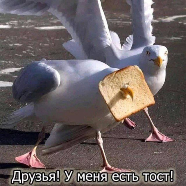 Смешные картинки с надписями - лучшие Мемы