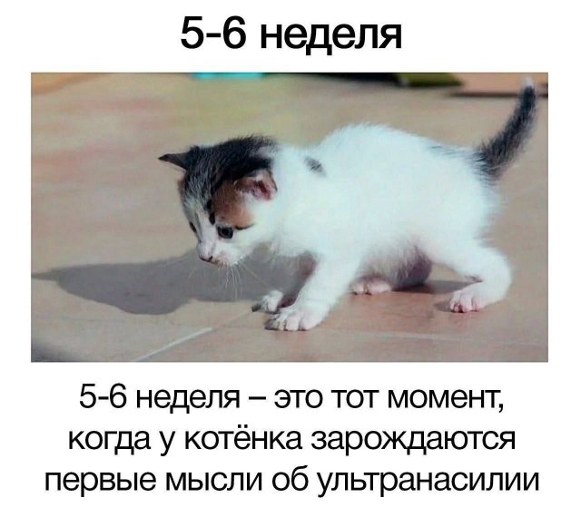 Смешные картинки с надписями - лучшие Мемы