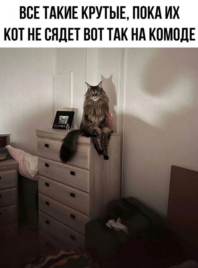 Смешные картинки с надписями - лучшие Мемы