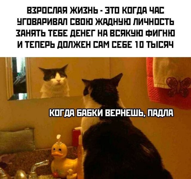 Смешные картинки с надписями - лучшие Мемы