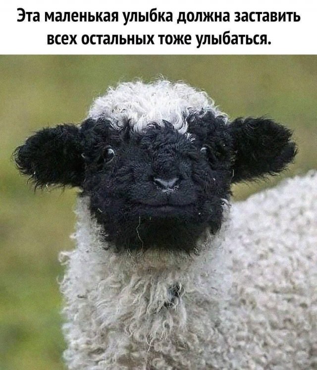 Смешные картинки с надписями - лучшие Мемы