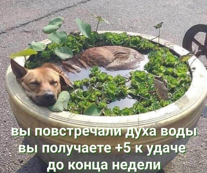 Смешные картинки с надписями - лучшие Мемы