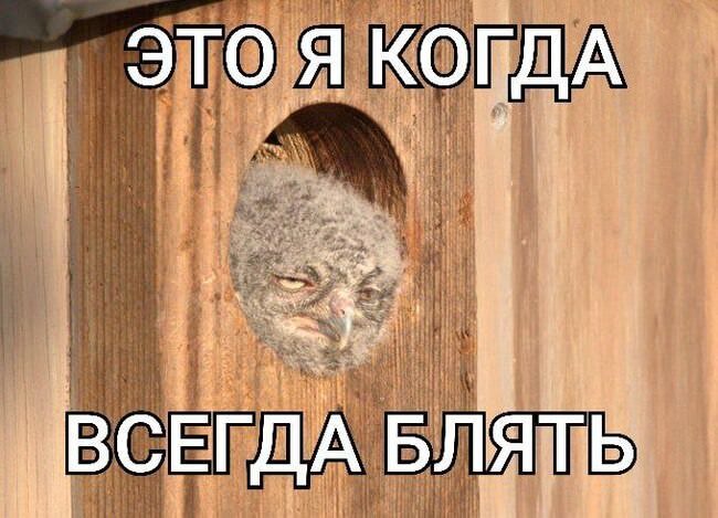 Смешные картинки с надписями - лучшие Мемы