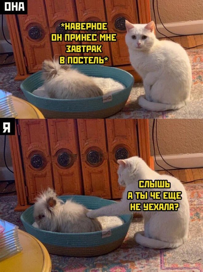 Смешные картинки с надписями - лучшие Мемы