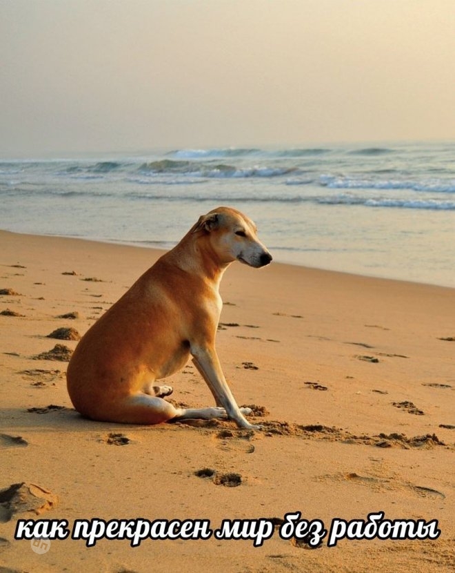 Смешные мемы