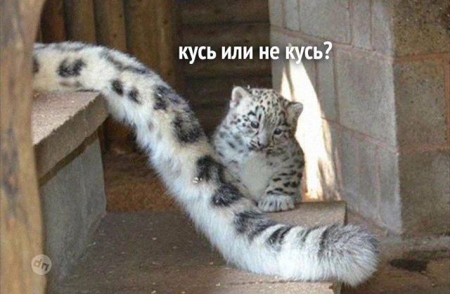 Смешной юмор