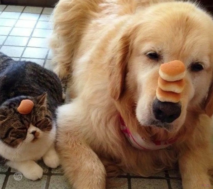 Позитивные картинки собак