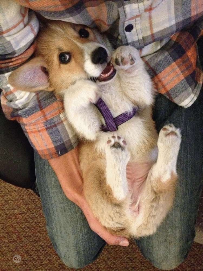 Позитивные картинки собак