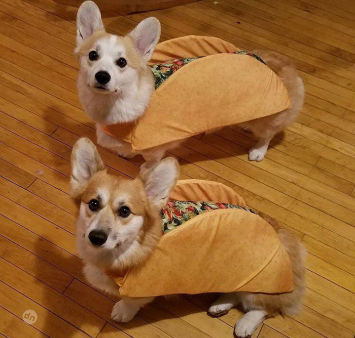 Позитивные картинки собак