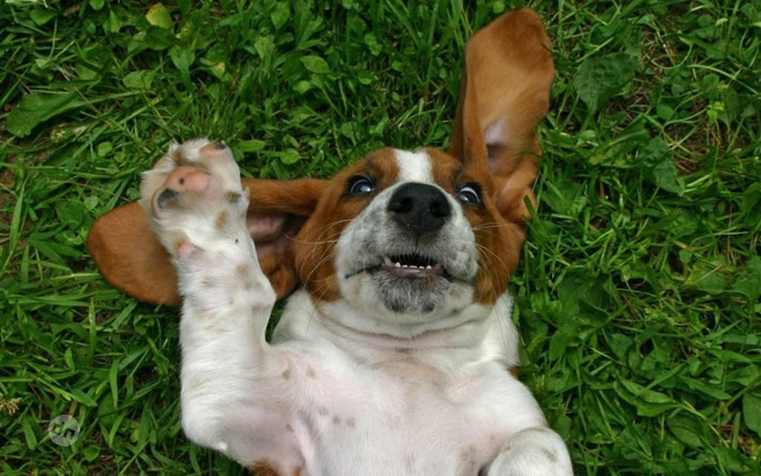 Позитивные картинки собак