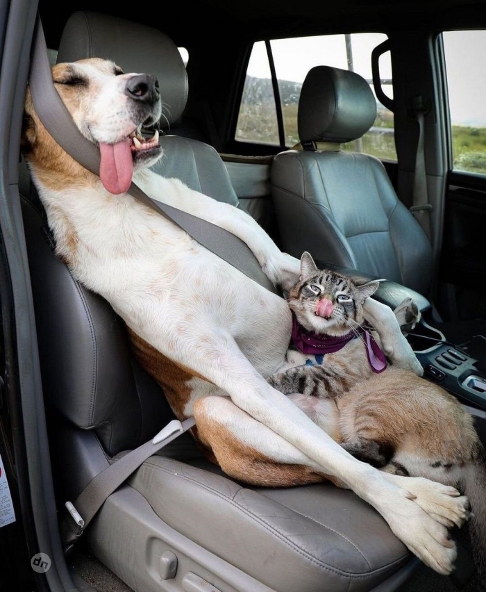 Позитивные картинки собак