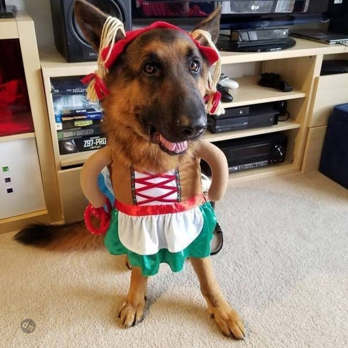 Позитивные картинки собак