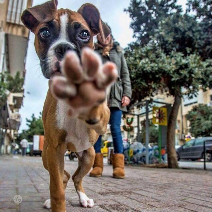 Позитивные картинки собак