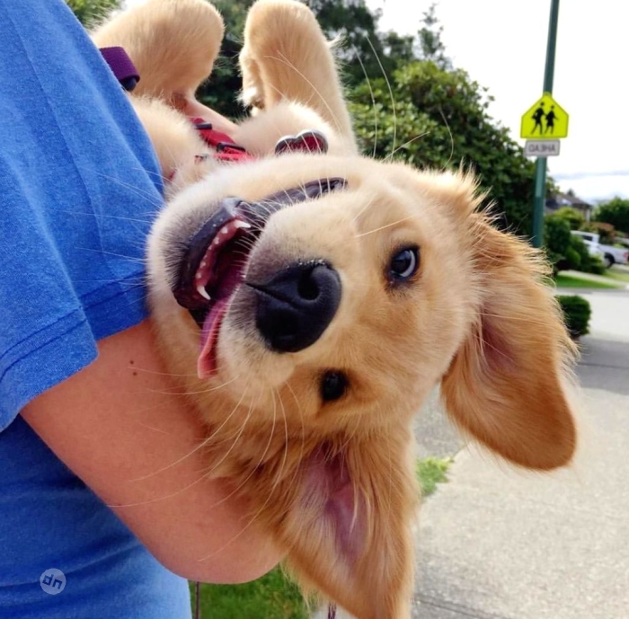 Позитивные картинки собак