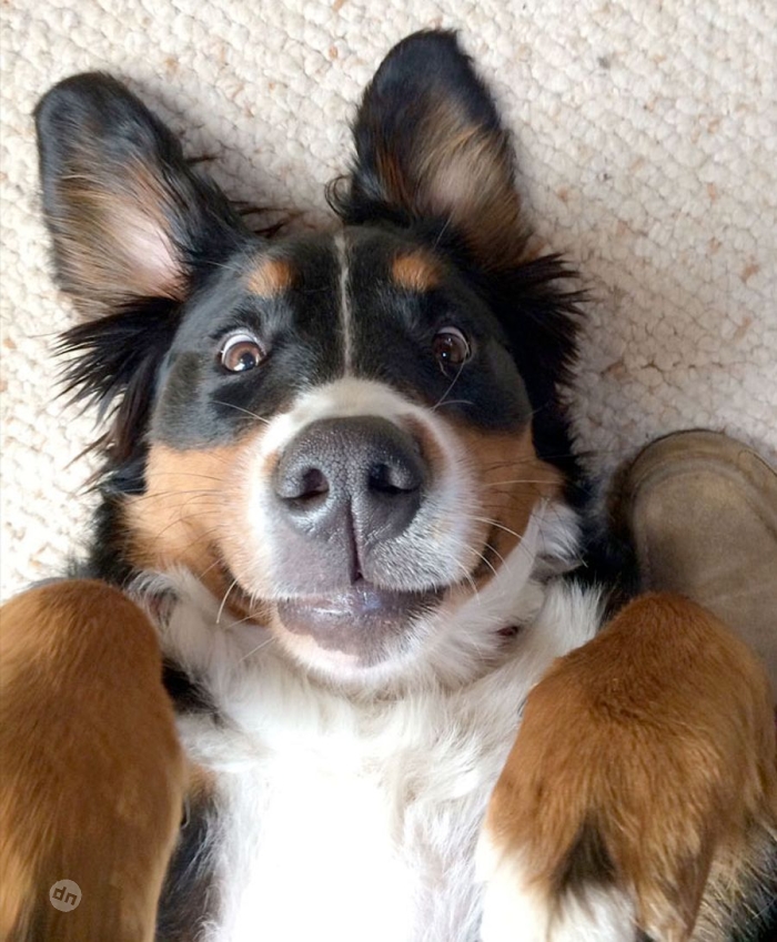 Позитивные картинки собак