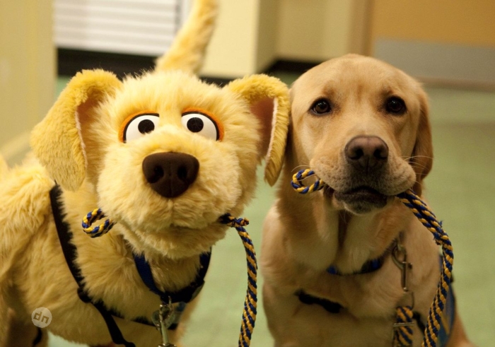 Позитивные картинки собак