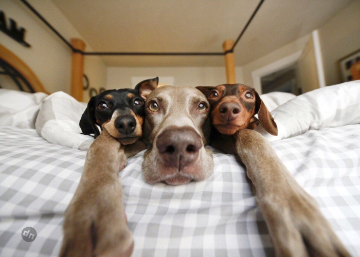 Позитивные картинки собак