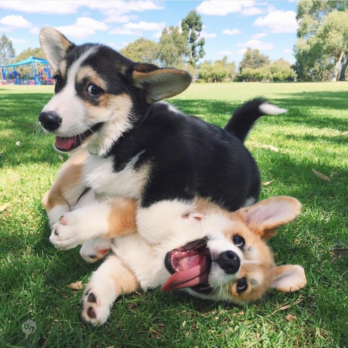 Позитивные картинки собак