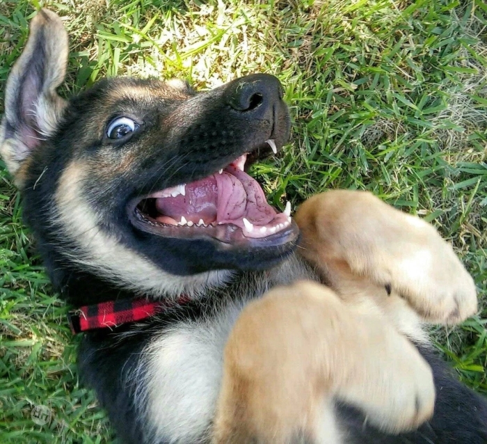 Позитивные картинки собак