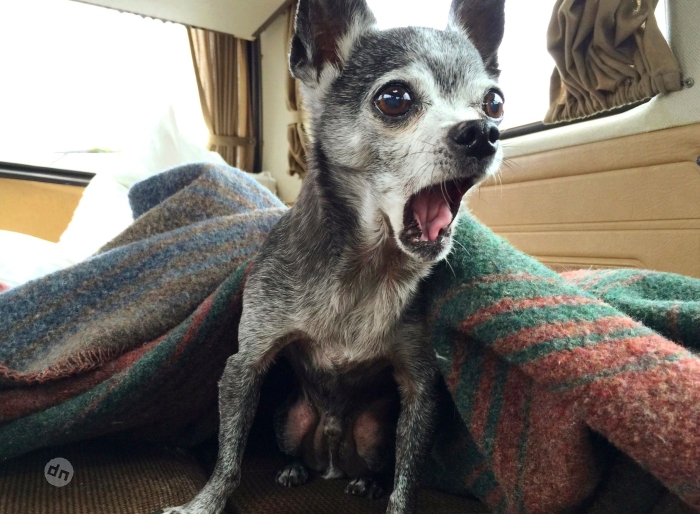 Позитивные картинки собак