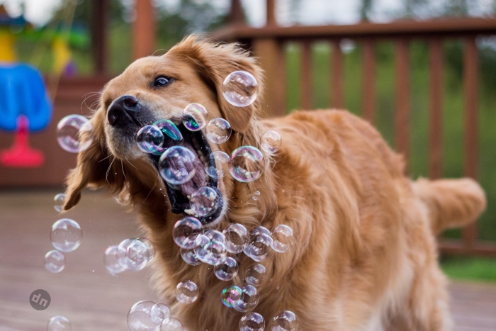 Позитивные картинки собак