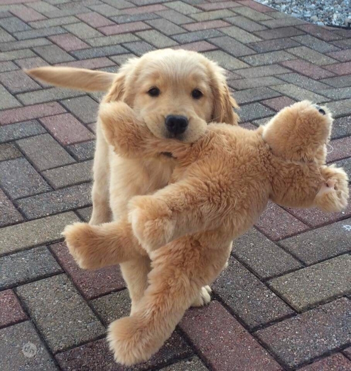 Позитивные картинки собак