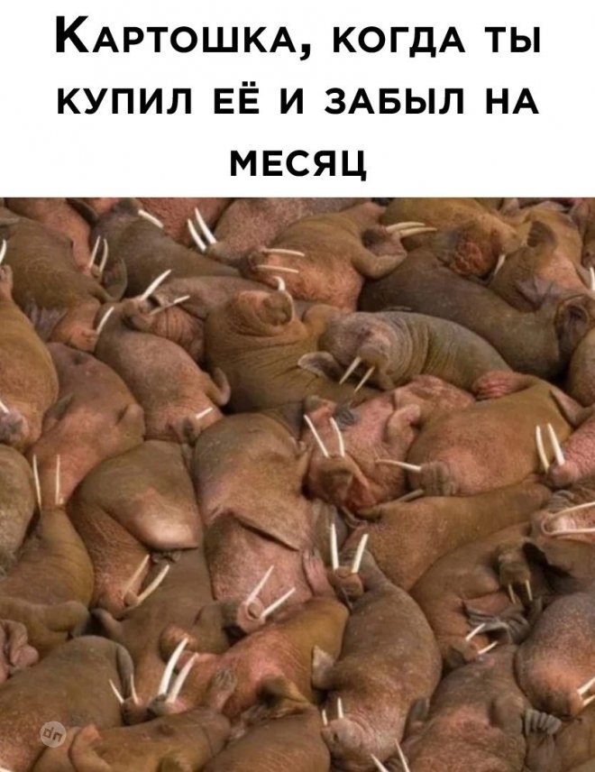 Смешные картинки и мемы
