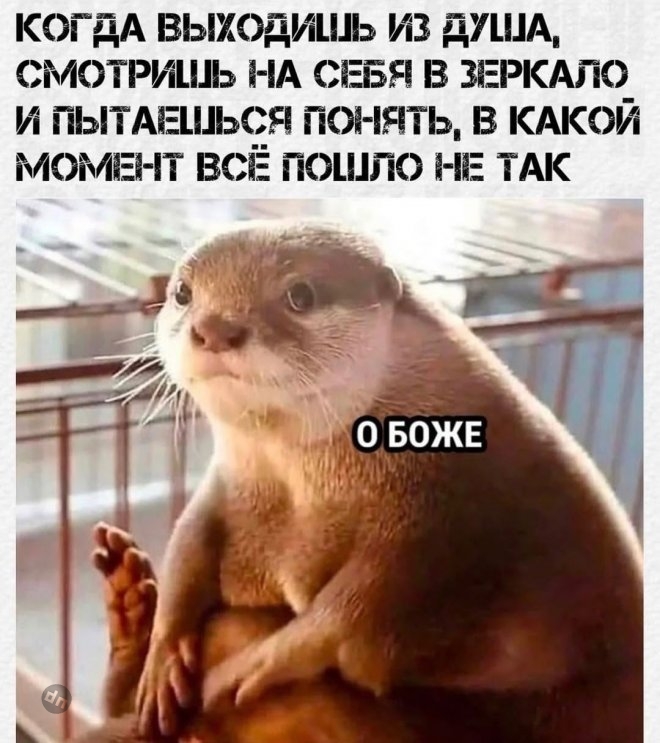 Смешные новые картинки с надписями