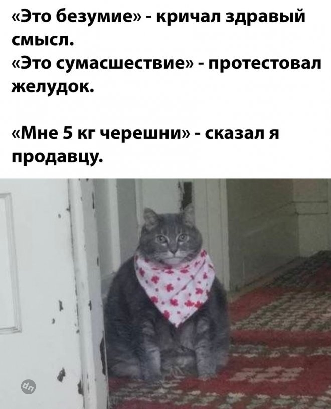 Смешные новые картинки с надписями