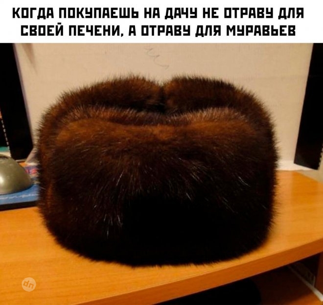 Смешные новые картинки с надписями