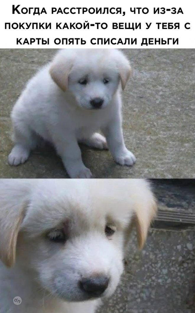 Смешные новые картинки с надписями