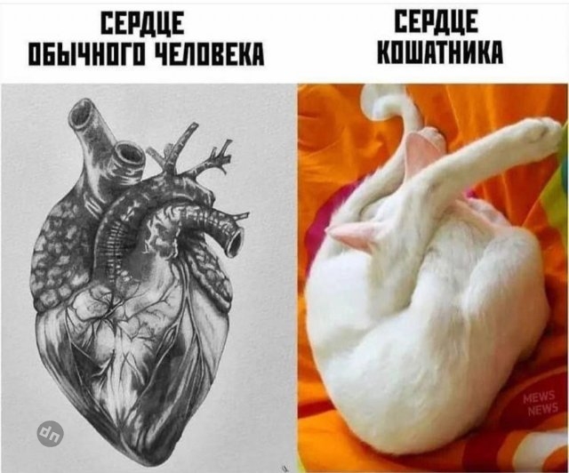 Смешные новые картинки с надписями