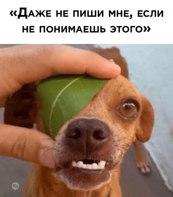 Самые веселые картинки