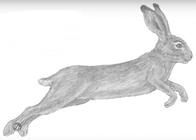 Заяц для срисовки