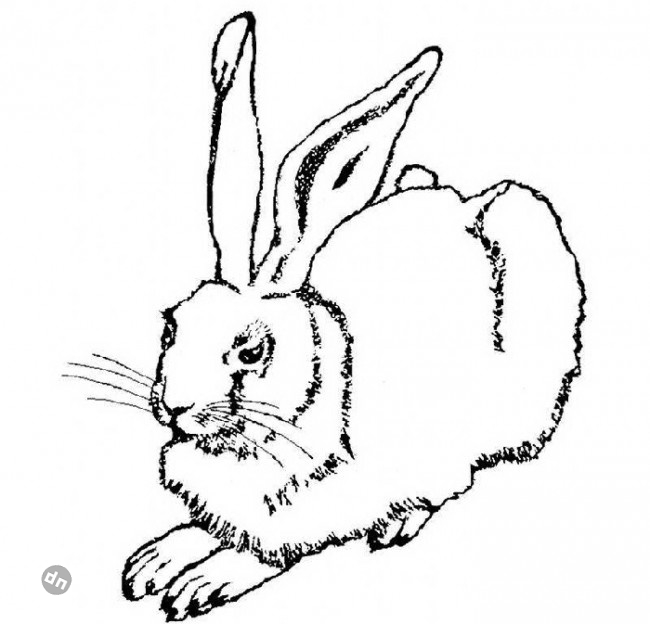 Заяц для срисовки