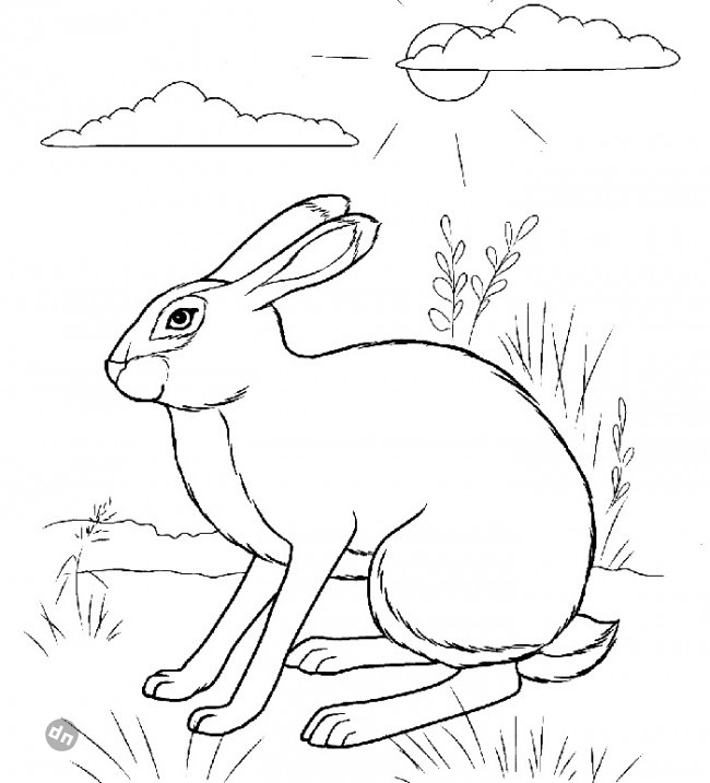 Заяц для срисовки