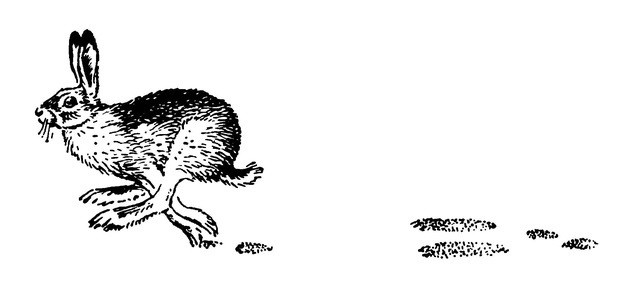 Заяц для срисовки