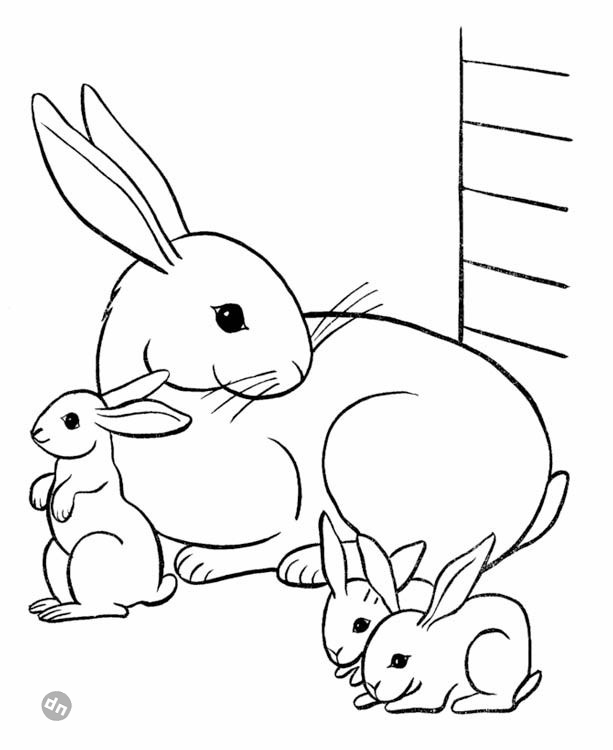 Заяц для срисовки