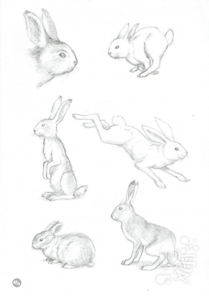 Заяц для срисовки
