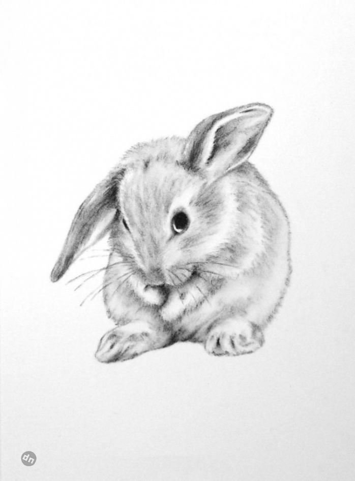 Заяц для срисовки