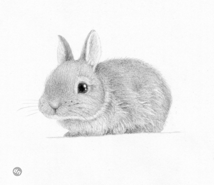 Заяц для срисовки