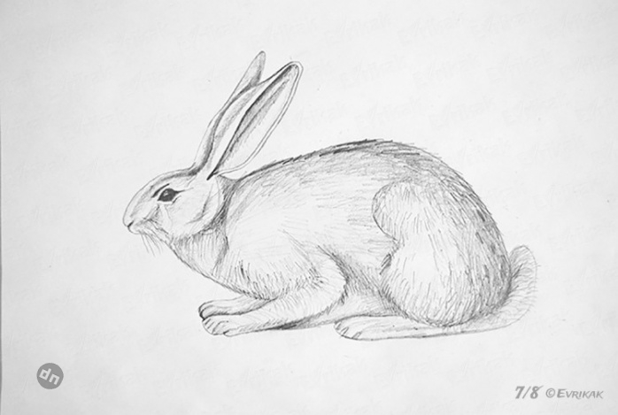 Заяц для срисовки