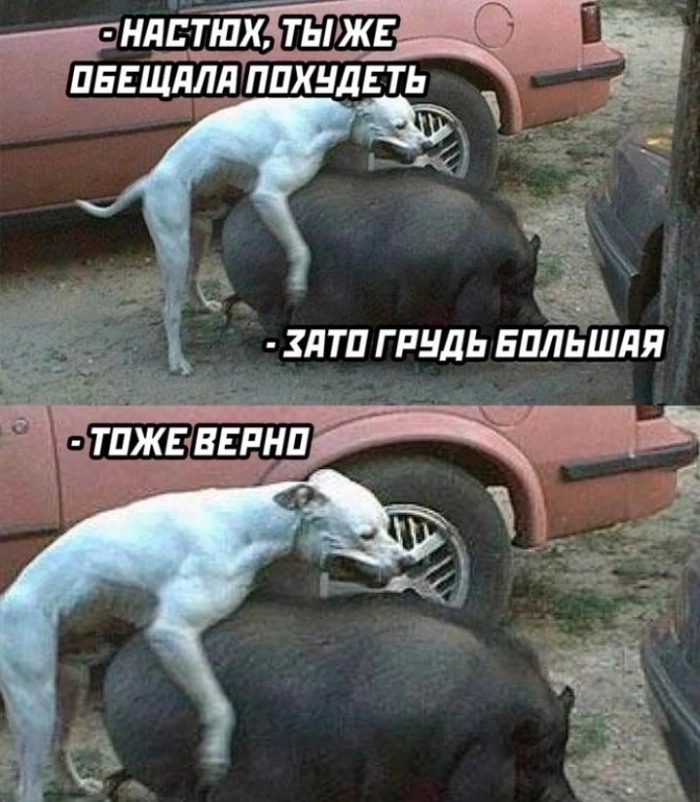 Взрослый юмор