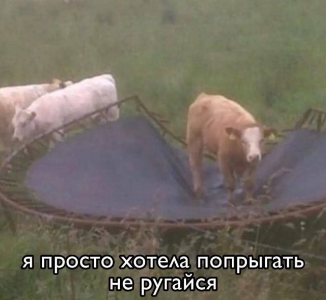 Смешной мем лучше любой шутки