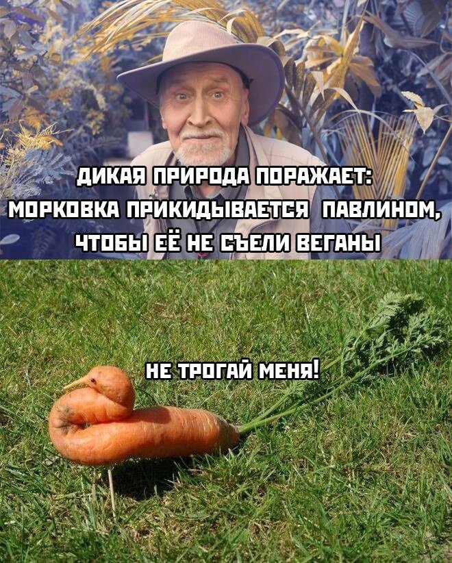 Смешной мем лучше любой шутки