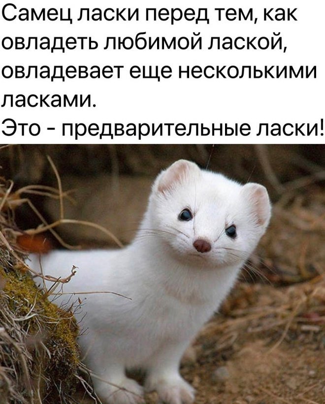 Смешной мем лучше любой шутки