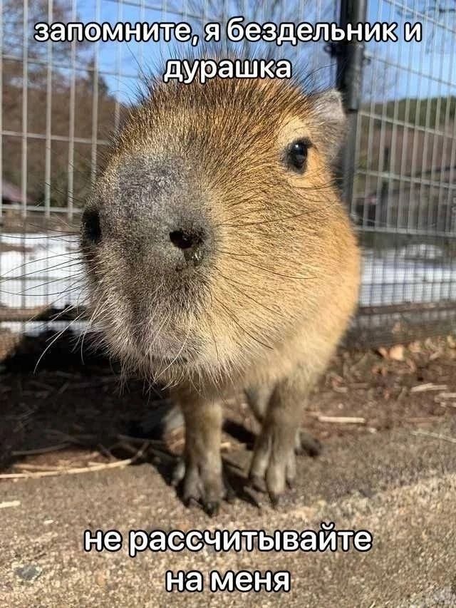 Смешной мем лучше любой шутки