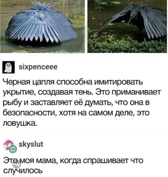Юмор на Досуге