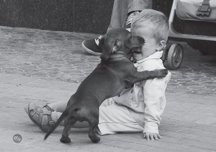 Позитивные собаки